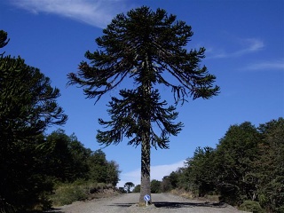 Pucon - Junin (4)